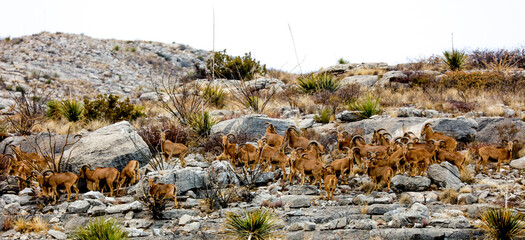 Aoudad herd