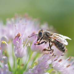 Macro bee on a flower