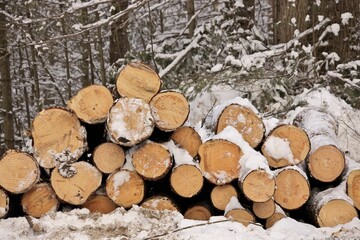 End View of Freshly Harvested Cut Timber Logs in a pile by a Forest