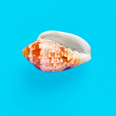 Flat Lay isolated image of a coastal seashell on a blue background