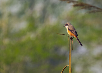 Long Tail Shrike perching on a branch