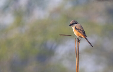 Long tail Shrike looking down to ground