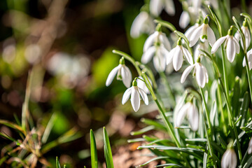 Pretty snowdrop flowers in the February sunshine
