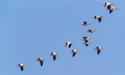 A group of bar headed Goose in sky