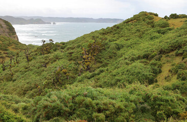 Obraz premium The wild vegetation of the island of Chiloe, Chile