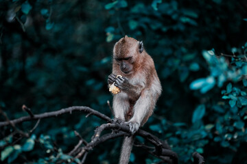 Cute little monkey sits on the tree.