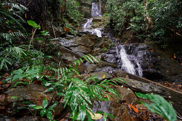 Tropical waterfall. Wet rock. Flowing running stream in green jungle.