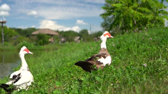 Two ducks are walking on the grass, running away from the camera. Summer. Pond. Park area. The image is slow-motion. 