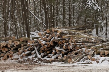 Freshly Harvested Timber from a Logging Operation Piled by the Forest in Winter