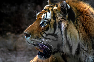 portrait of a tiger