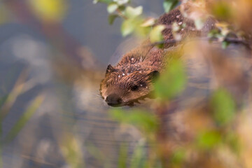 North American Beaver (Castor canadensis) swimming in calm water close up wildlife portrait 