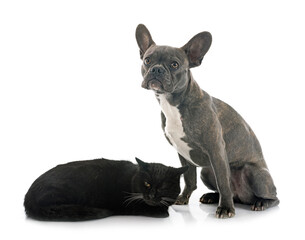 french bulldog and cat