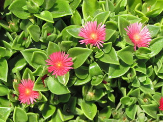 pink flowers