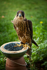 Falcon on the perch. Falco peregrinus brookei. Male peregrine falcon on the block perch.