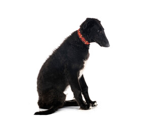 young borzoi in studio