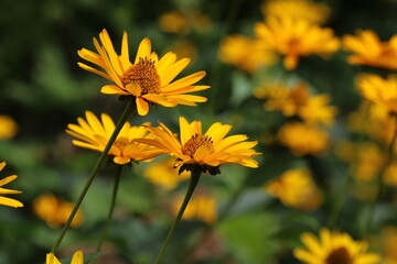 Gelber Blumenteppich
