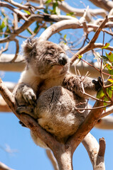 Cute Koala on a Gum Tree Branch at Cape Otway Great Ocean Road