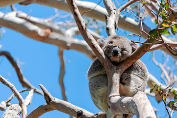 Cute Koala on a Gum Tree Branch at Cape Otway Great Ocean Road