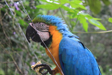 Blue Parrot