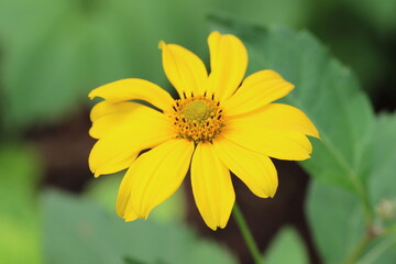 Nahaufnahme gelbe Blüte