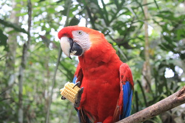 Parrot Eating a Corn in the Amazons
