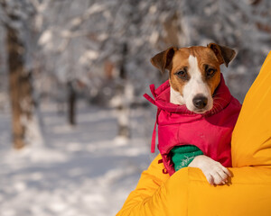 Woman holding jack russell terrier dog in warm snow jacket in winter. 