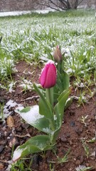 Tulip with snow