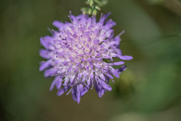 Wild flower close-up on a summer field.