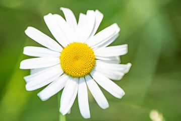 Wild flower close-up on a summer field.