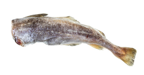 raw frozen headless cod isolated on white