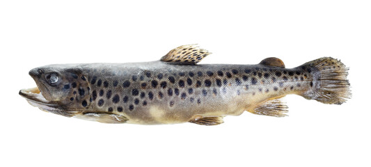 frozen brown trout isolated on white