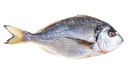 frozen whole gilt-head sea bream isolated