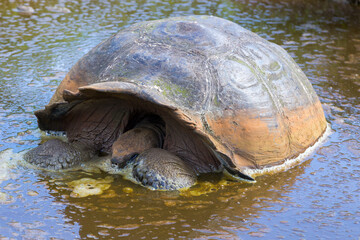 Galapagos giant tortoise with domed shell seen in muddy pond cooling off and making bubbles, Santa Cruz, Galapagos, Ecuador - obrazy, fototapety, plakaty