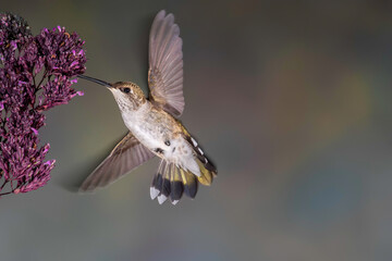 Fototapeta na wymiar Hummingbird at flower