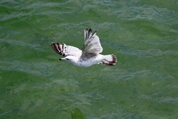 Silberm&ouml;we &uuml;ber gr&uuml;nem Wasser