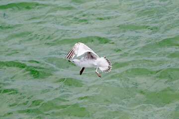 Fototapeta premium Silbermöwe über grünem Wasser