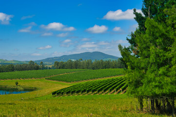 Fototapeta na wymiar Vineyards in the rolling hills near Healesville, Central Victoria, Australia.In the background the forested hills of the Yarra Range 