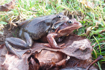 Image of the reproduction of the common frog 