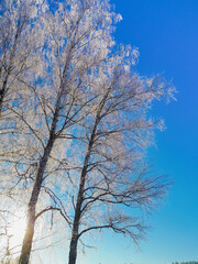 Birch trees with frost on a sunny winter day