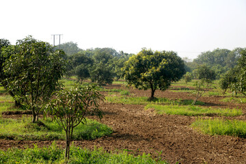 Fototapeta na wymiar young mango tree and new mango tree plantation farm