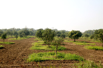 Fototapeta na wymiar young mango tree and new mango tree plantation farm