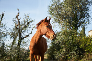 Beautiful brown stallion nibbling grass in a meadow at morning, looking into the camera, standing...