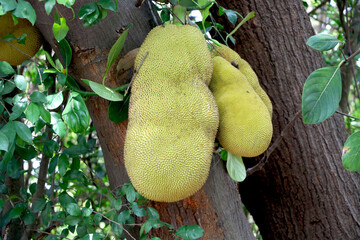 Jackfruit Tree and three young Jackfruits growing hanging from branch,