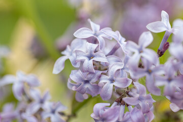 beautiful lilac flowers branch on a green background, natural spring background, soft selective focus. Macro flower photo
