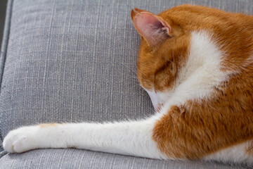 Chat qui dort sur un canapé
