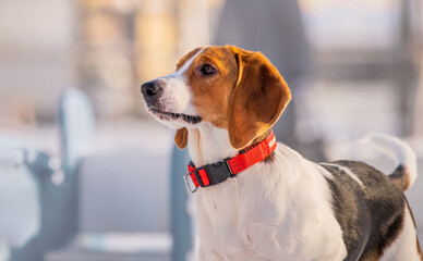 Portrait of american beagle dog walking in snow on camera in winter in park