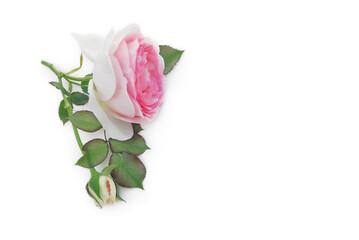 Schöne Edelrose vor weißem Hintergrund