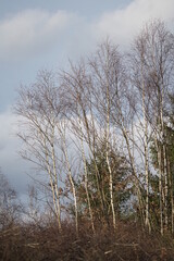 Birken im winter ohne Schnee mit heller Borke, Betula pendula an einem Waldrand
