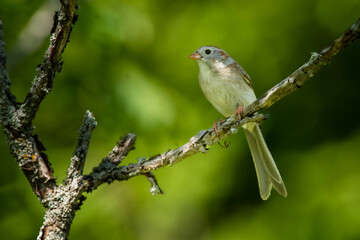 Field Sparrow (Spizella pusilla)