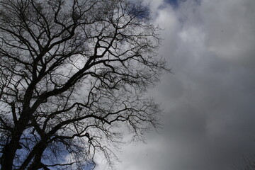 arbre et ciel en hiver